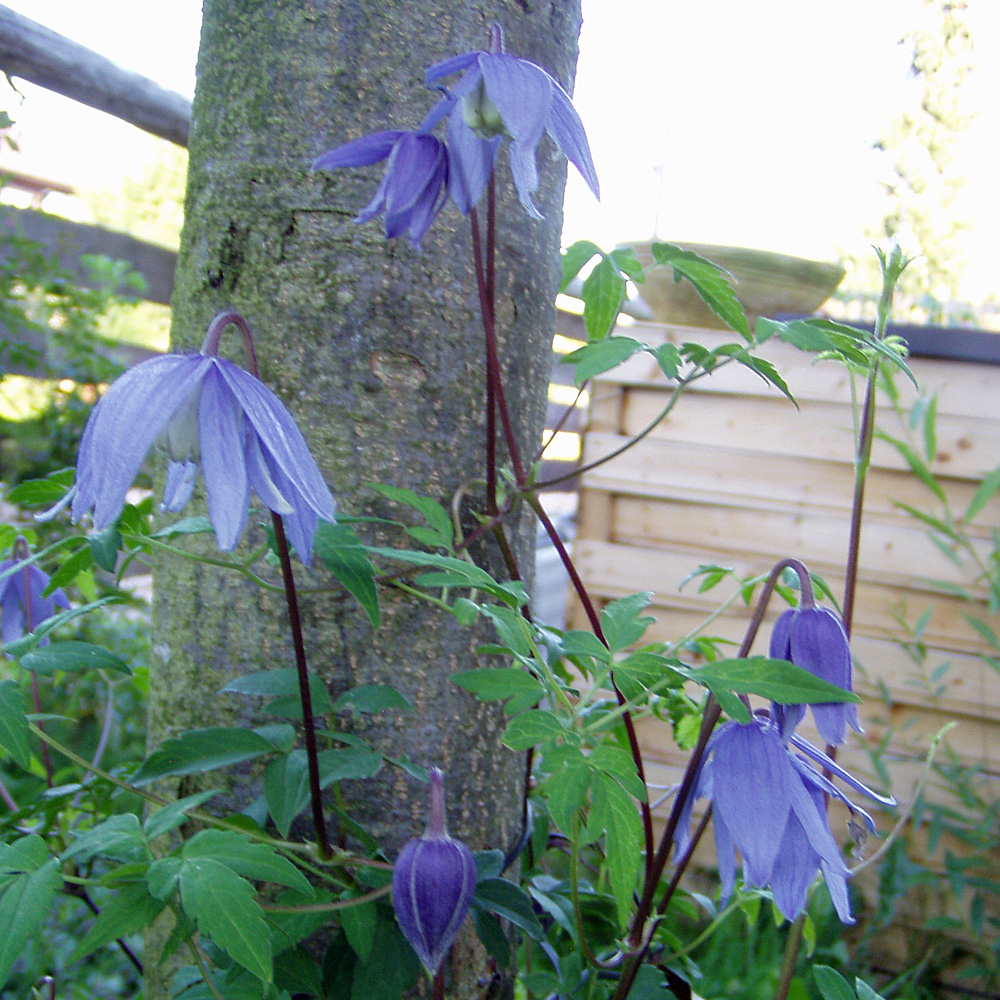 Clematis alpina