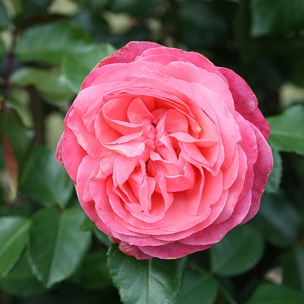 Kletterrose Rosanna, Rose, Kletterpflanze