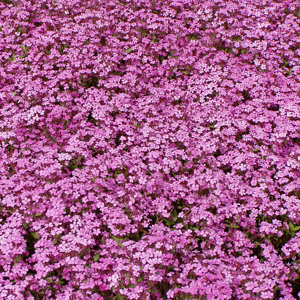 Leimkraut Splendens, Silene, Bodendecker, Steingartenstaude