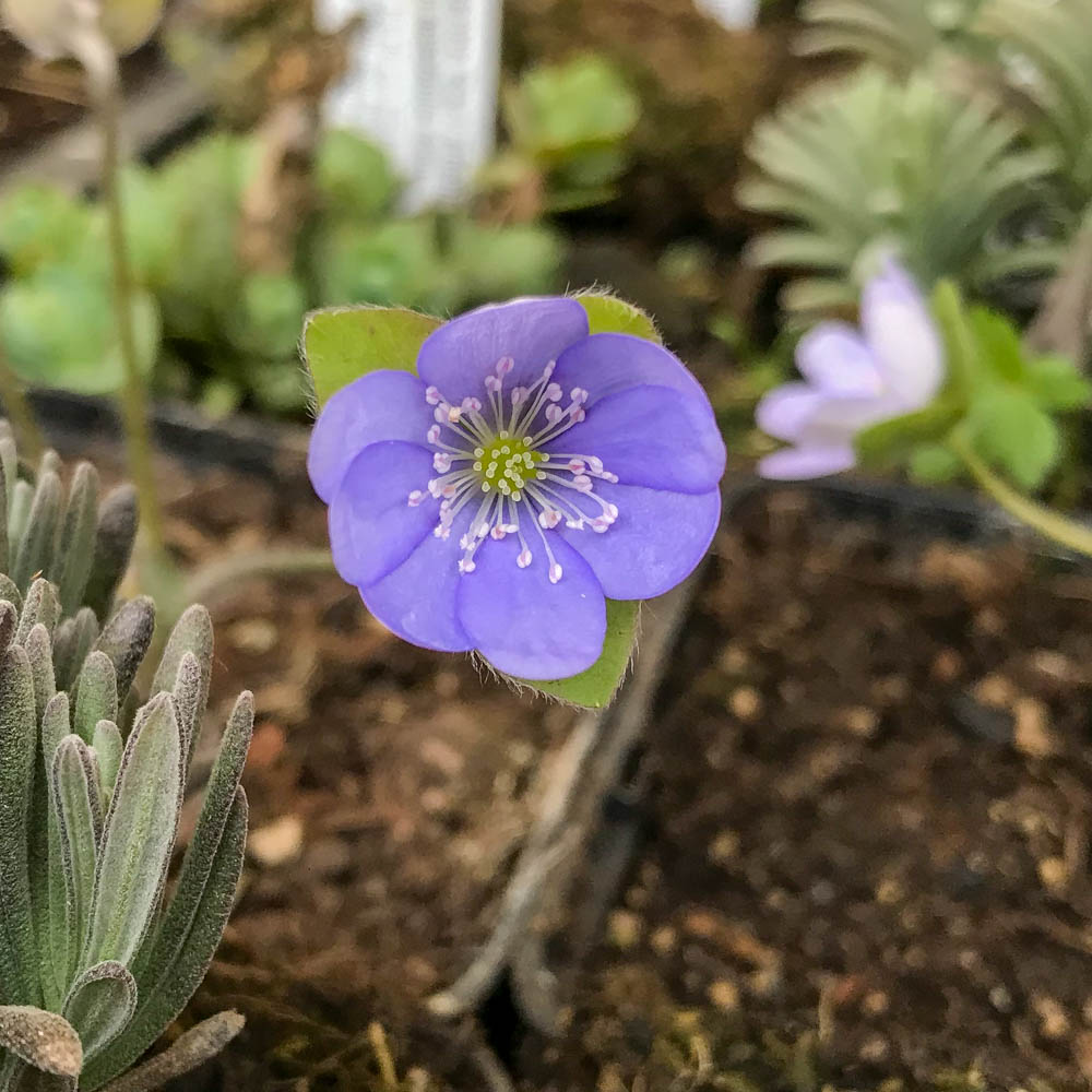 Leberblümchen