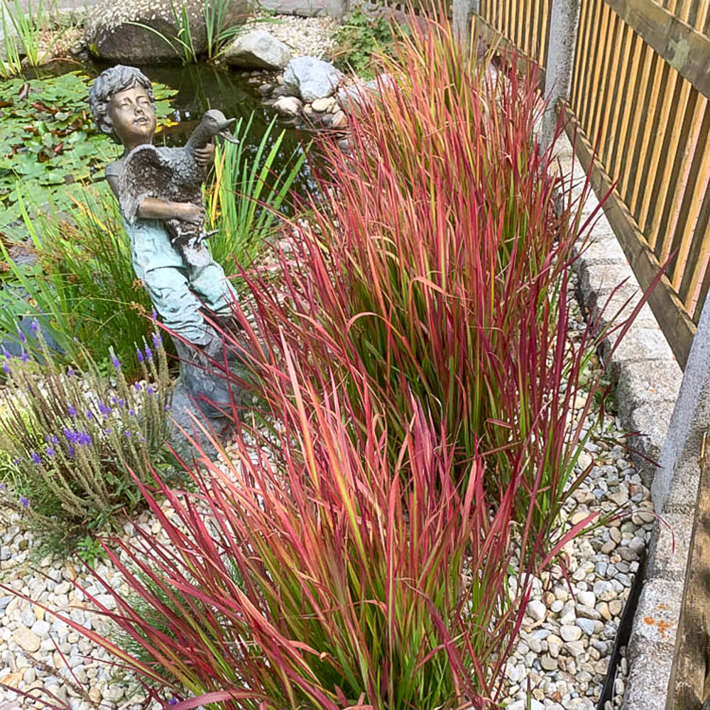 Flammengras 'Red Baron'
