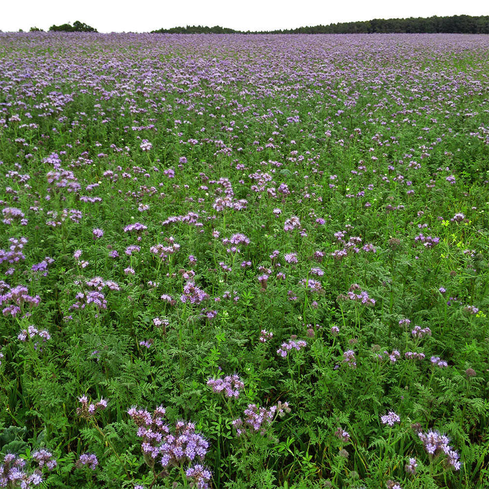Phacelia