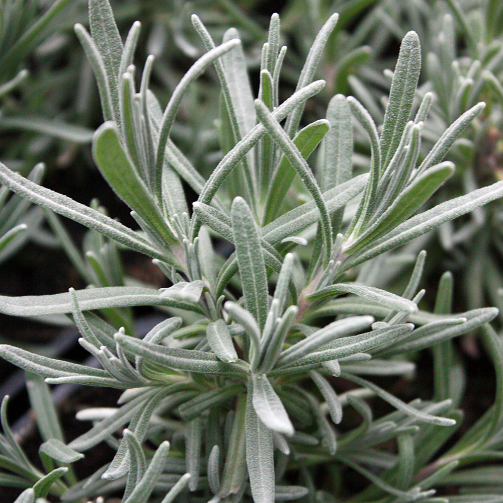 Lavendel, Lavandula, Duftpflanze, Blütenstrauch