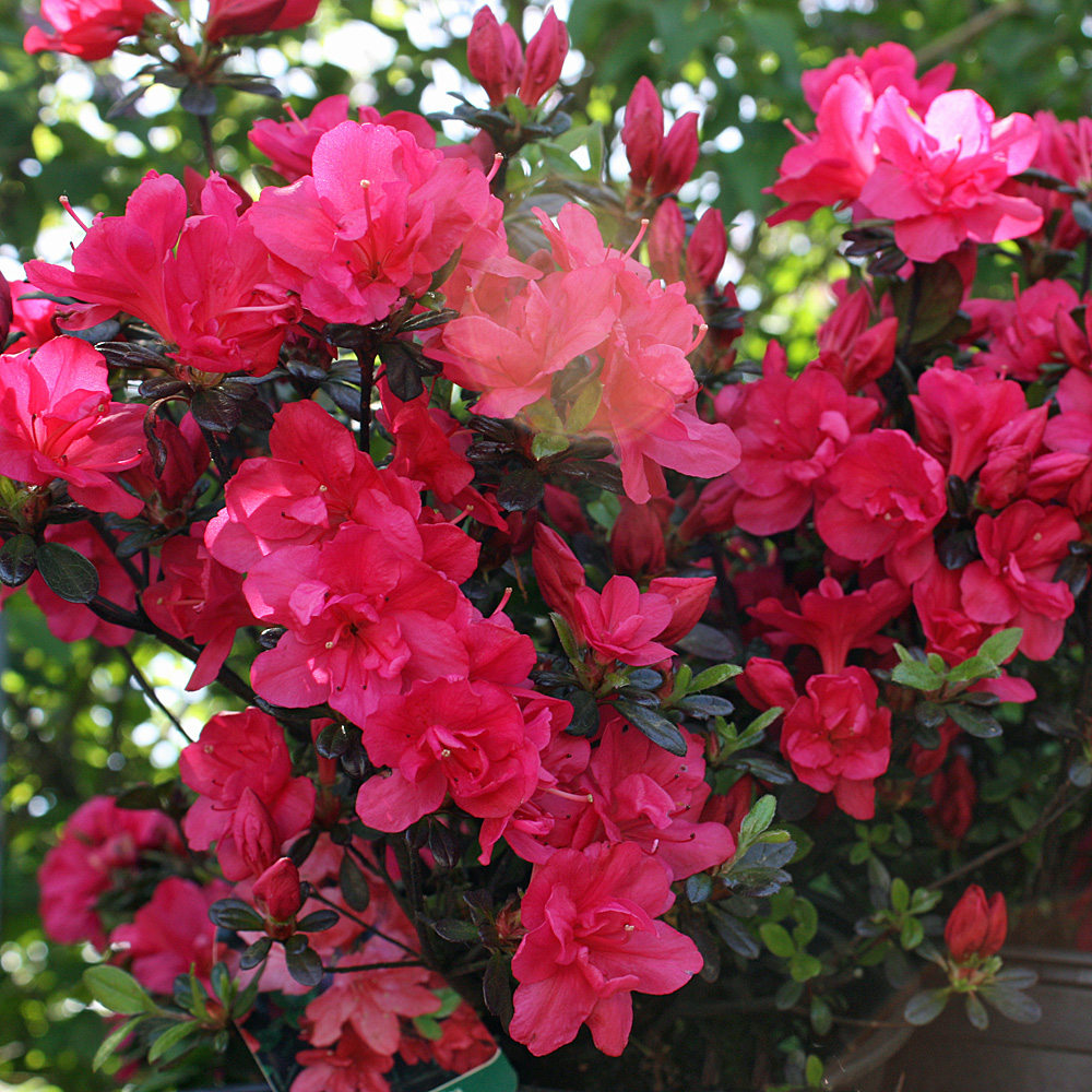 Rhododendron Canzonetta, Azalee, Blütenstrauch