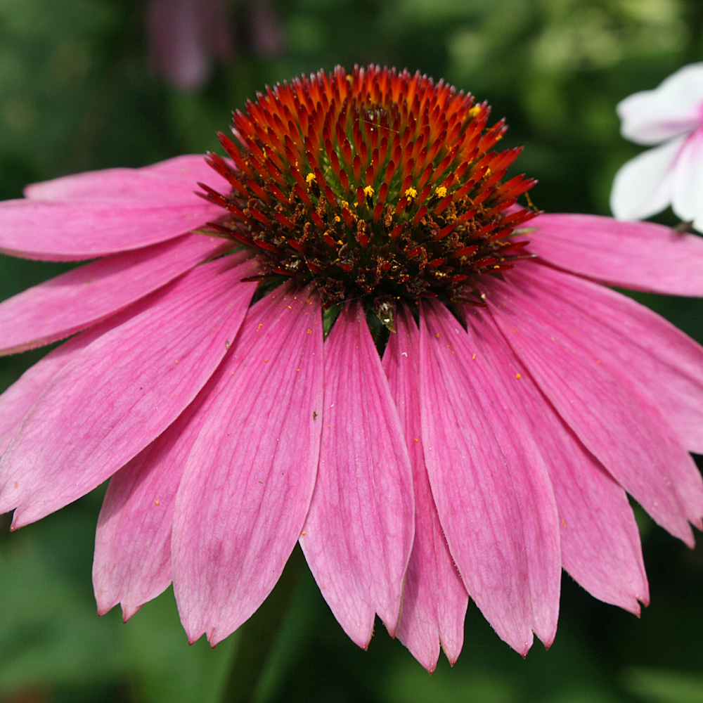 Sonnenhut Magnus, Echinacea, Heilpflanze