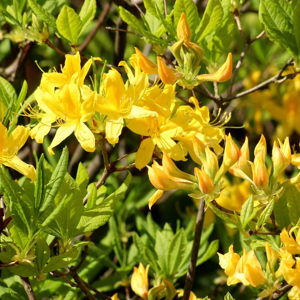 Sommergrüne Azalee 'Goldstück'