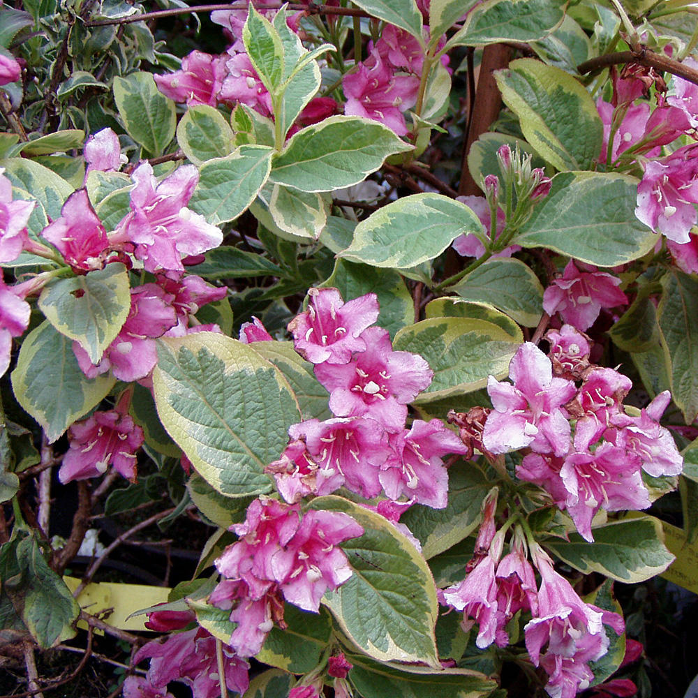 Weigelie 'Nana Variegata'