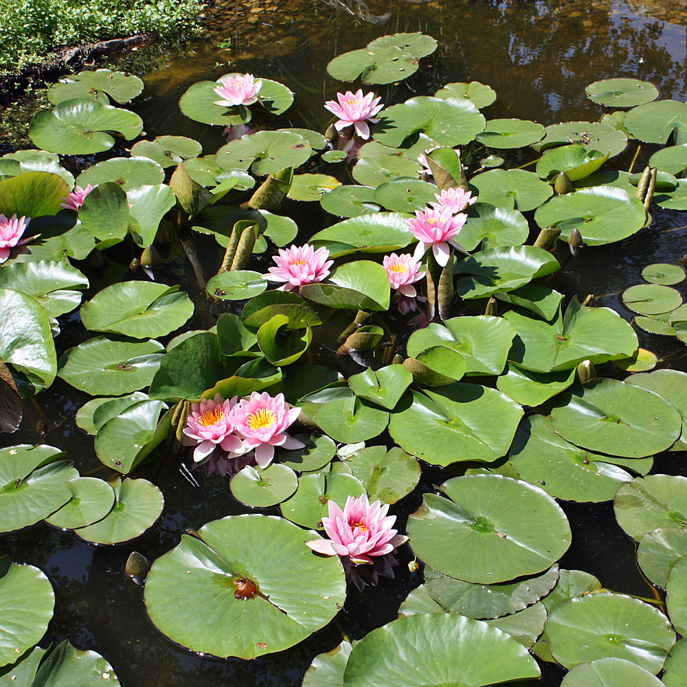 Seerose, Wasserpflanze, Teichpflanze