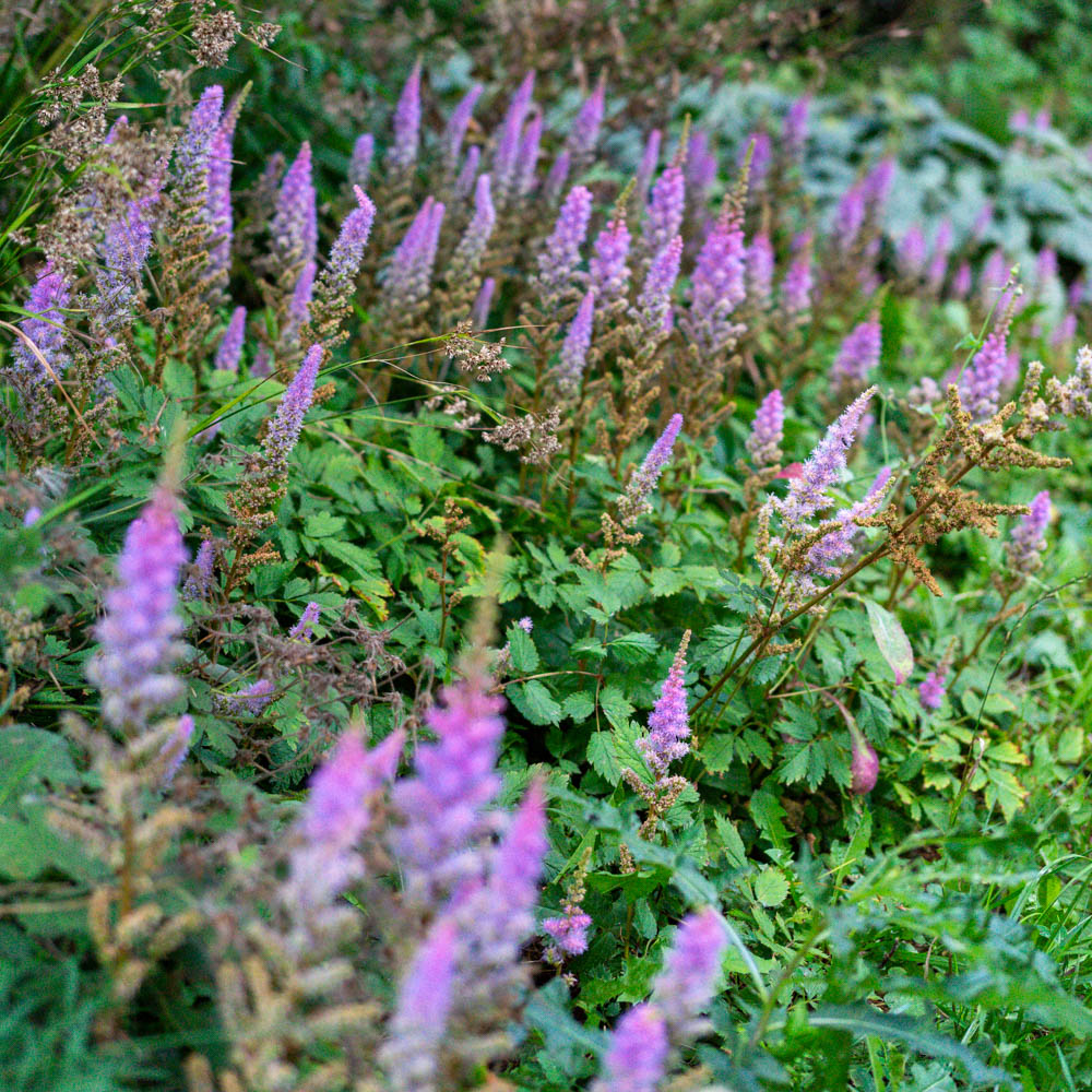Teppichspiere, Prachtspiere, Schattenpflanze