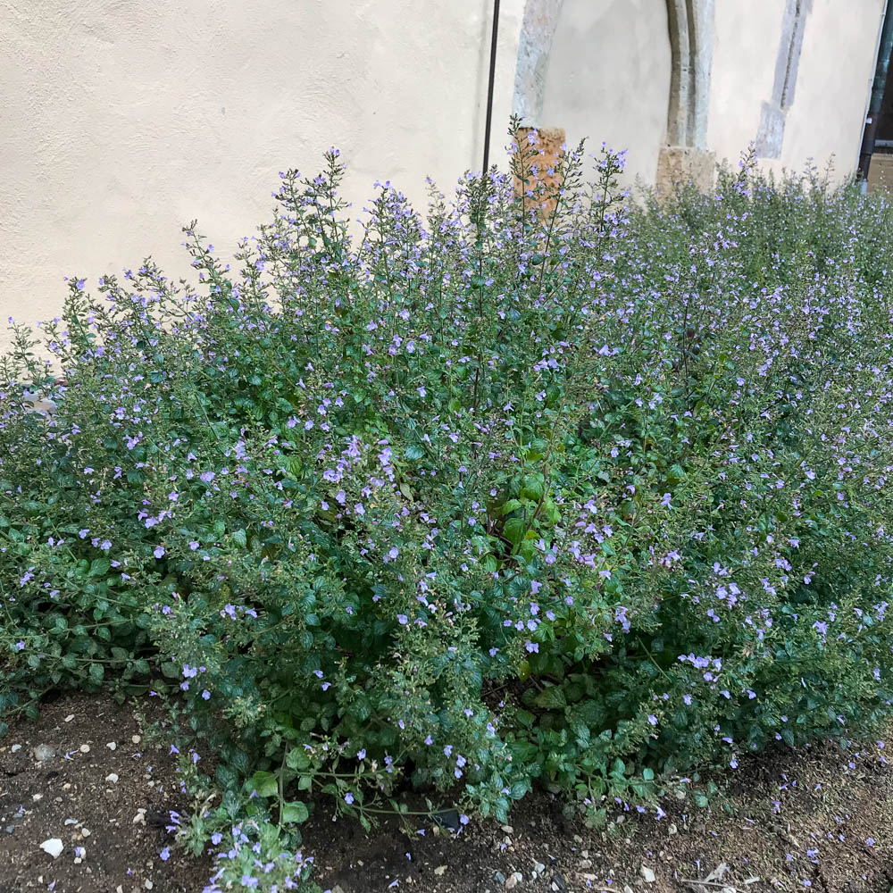 Steinquendel 'Lila Riese'