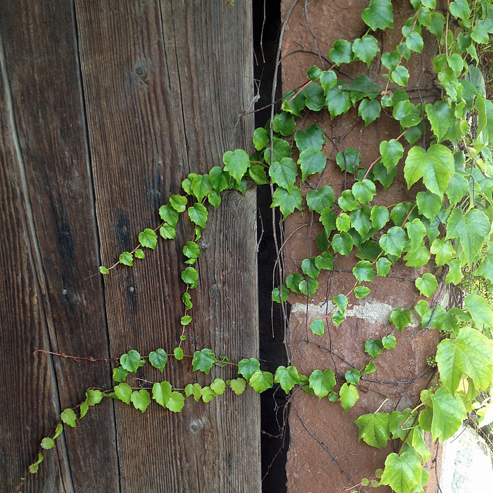 Wilder Wein 'Veitchii'