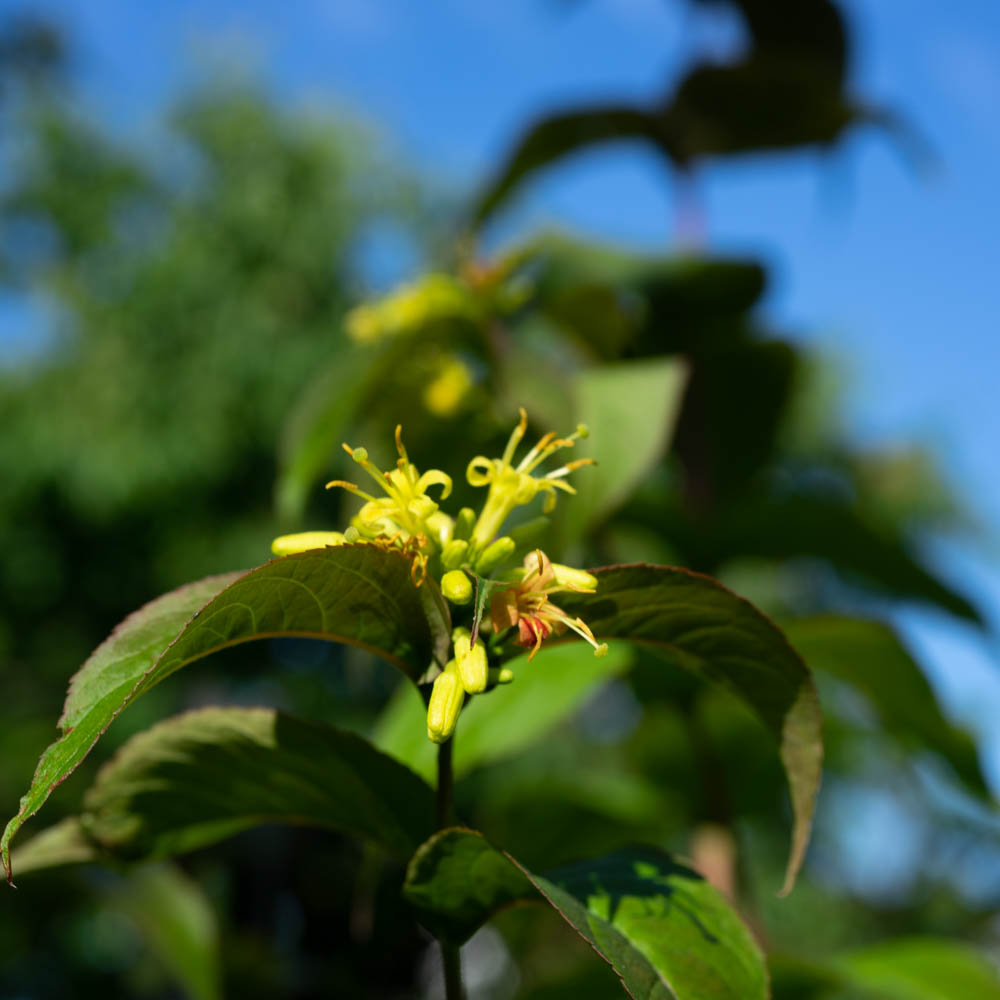 Amerikanische Weigelie Proven Winners® Kodiak® 'Black'