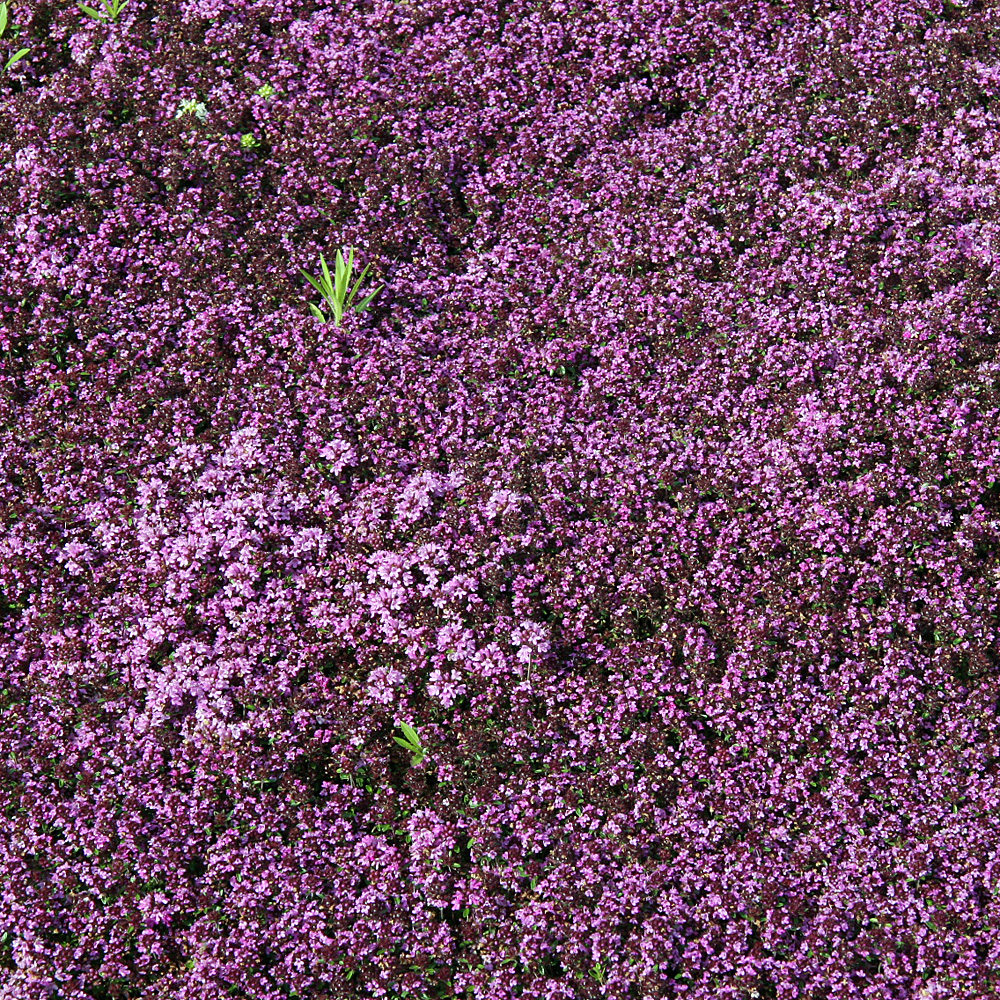 Thymian Coccineus, Bodendecker, Steingarten