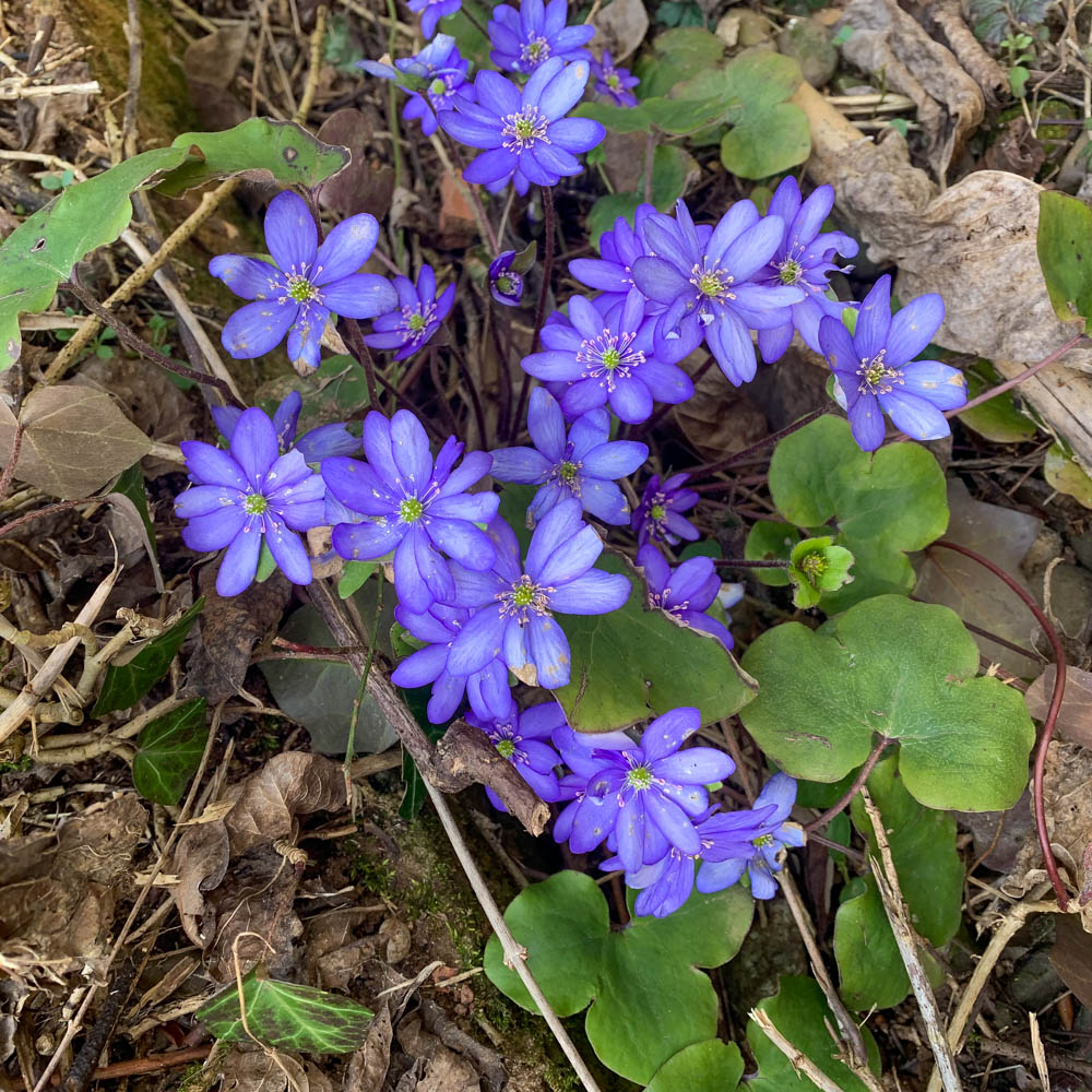 Leberblümchen