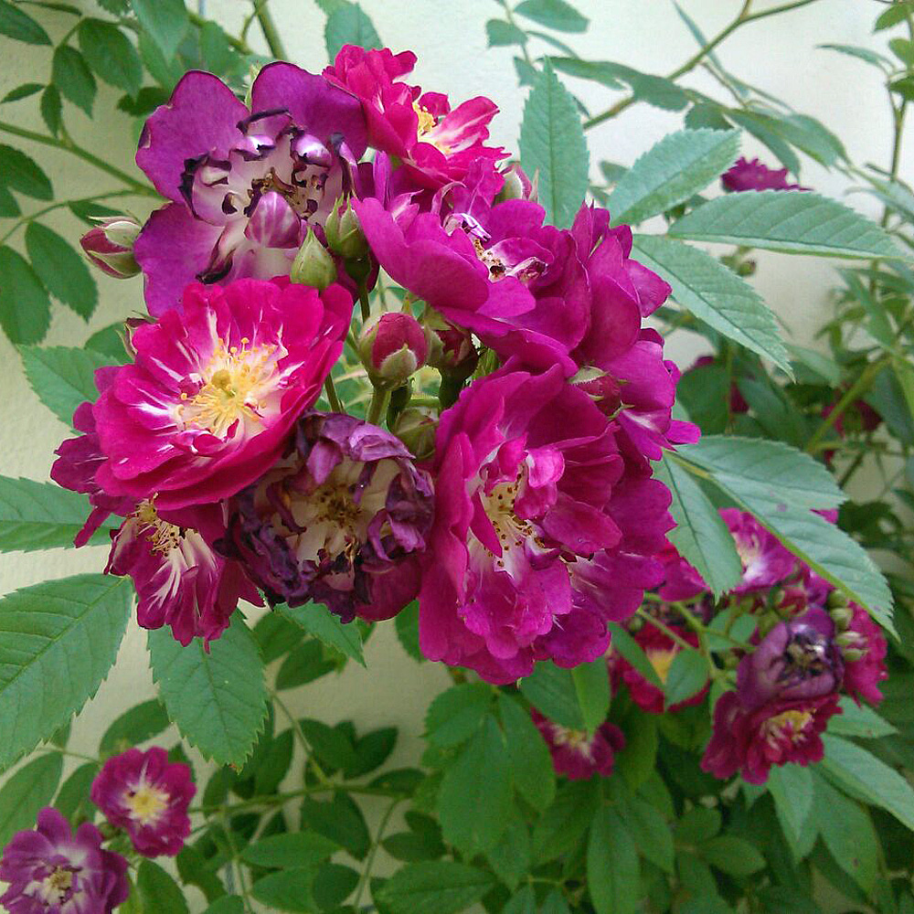 Kletterrose Perennial Blue, Rose, Rosa, Kletterpflanze