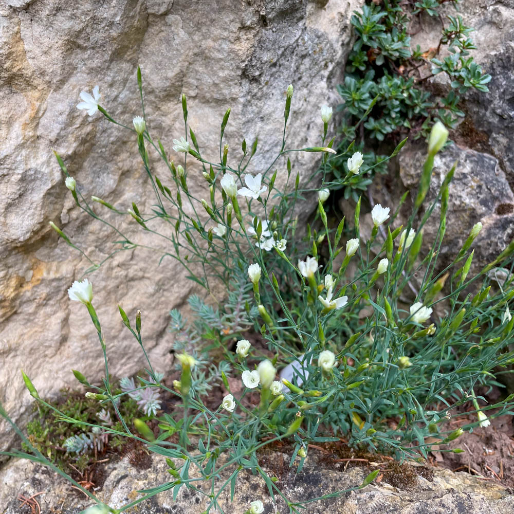 Heidenelke Albus, Dianthus, Blütenstaude