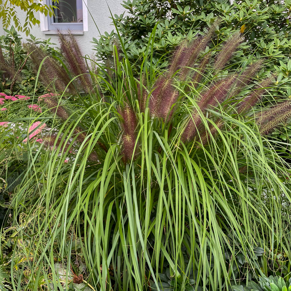 Lampenputzergras 'Moudry'