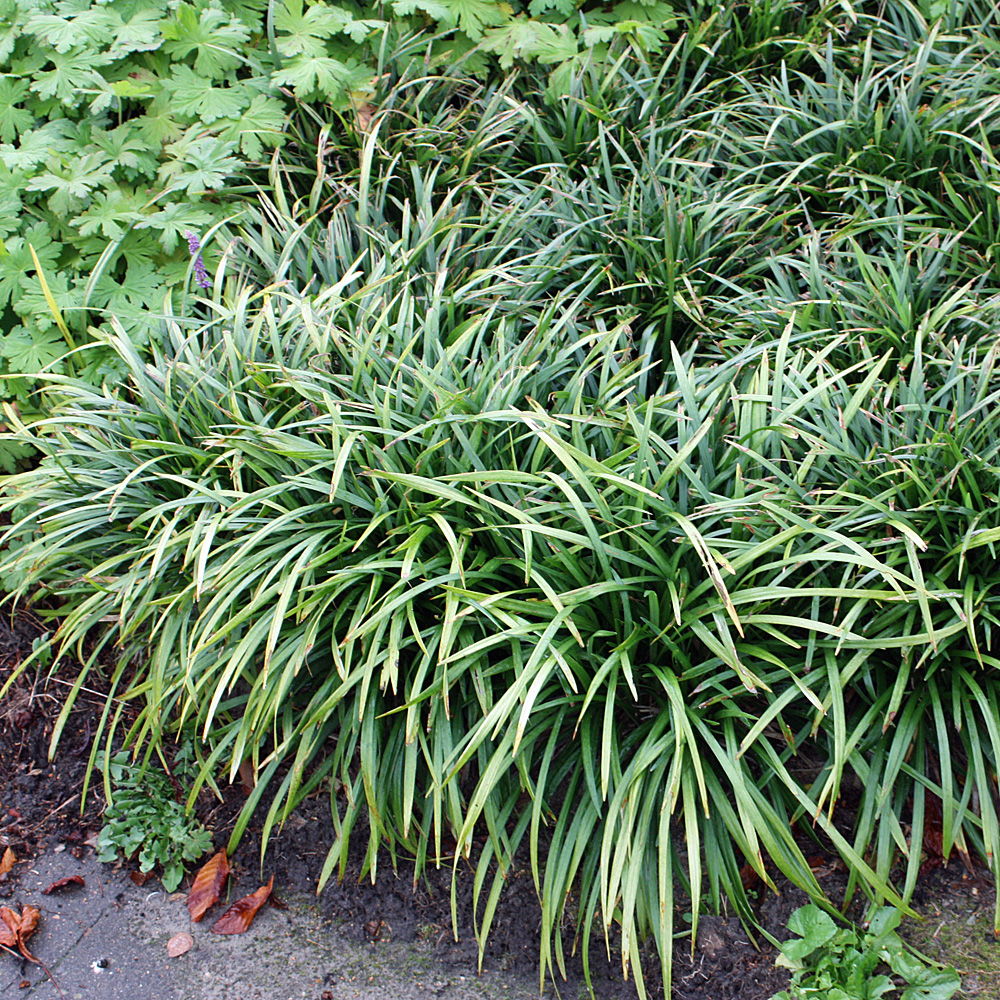 Lilentraube, Beetstaude, Schattenbeet