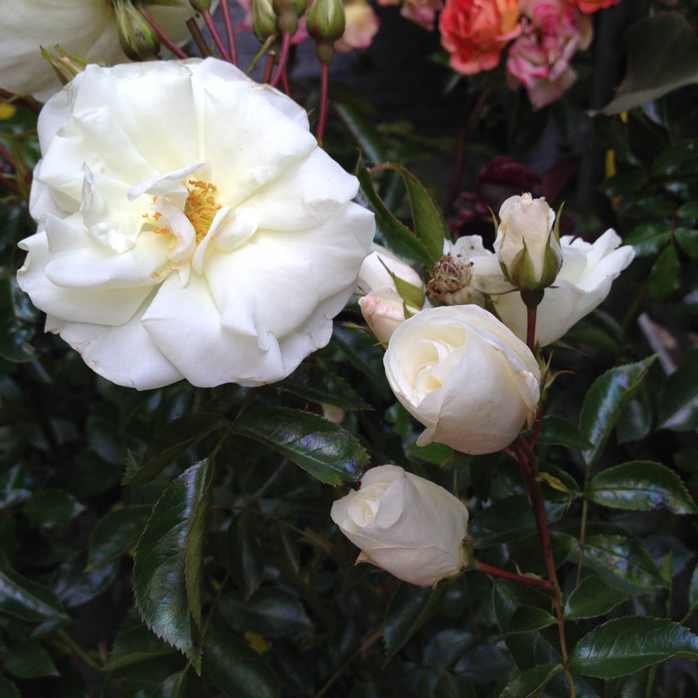 Bodendeckerrose 'Snow Ballet' ®