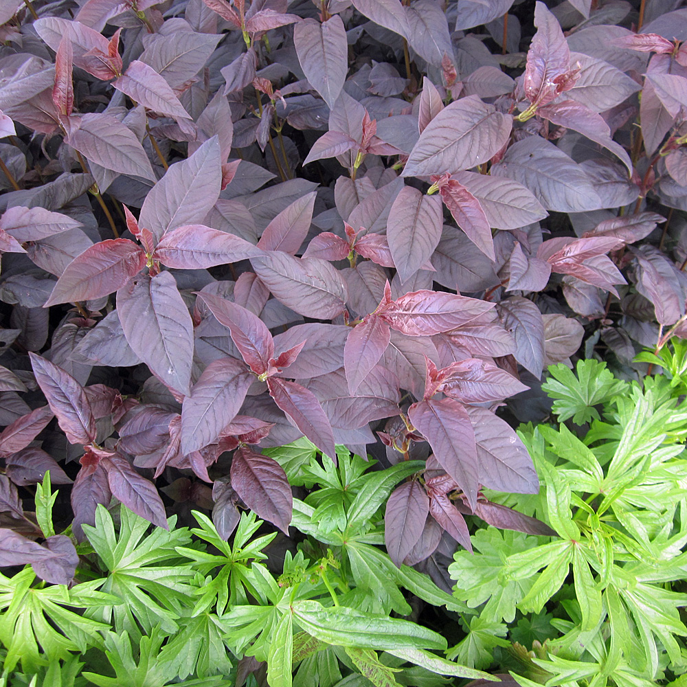 Bronze Felberich Firecracker, Lysimachia, Blattschmuck