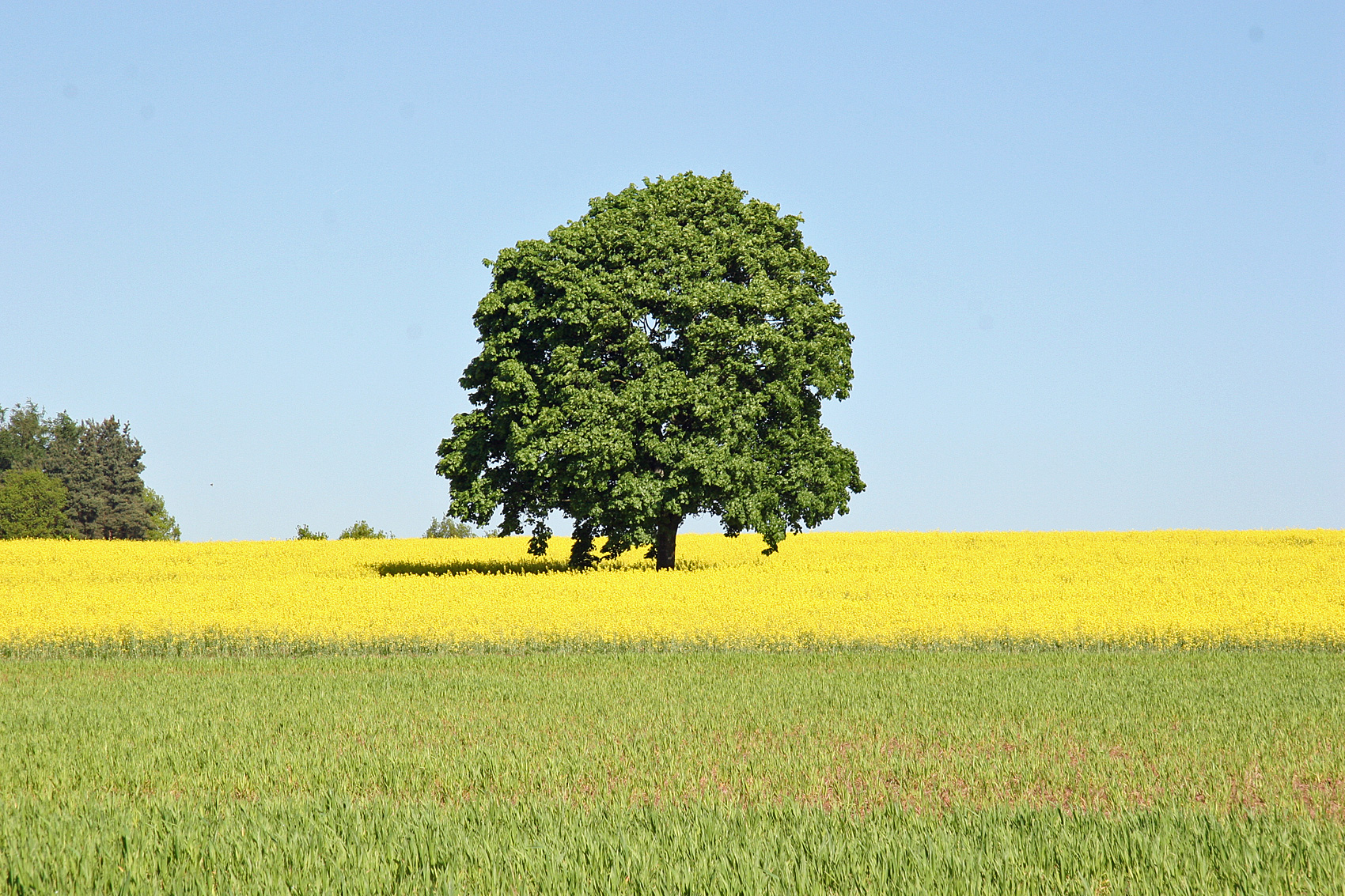 Gartenarbeiten im Mai