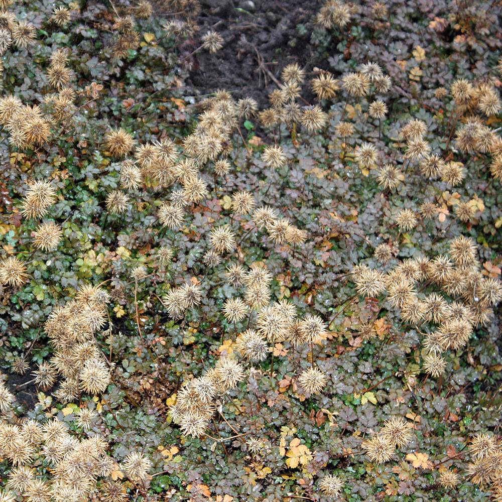 Stachelnüsschen, Bodendecker, wintergrün,