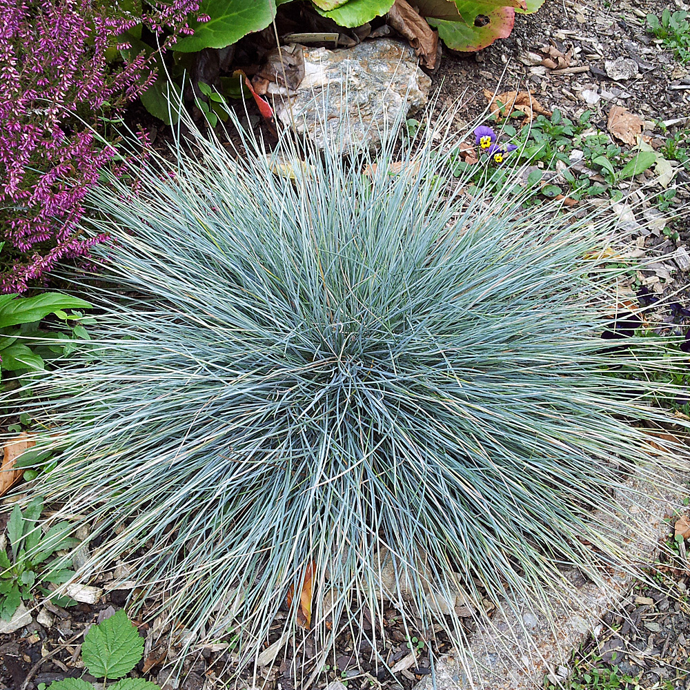 Blauschwingel, Festuca cinerea, Ziergras, Zwerggras