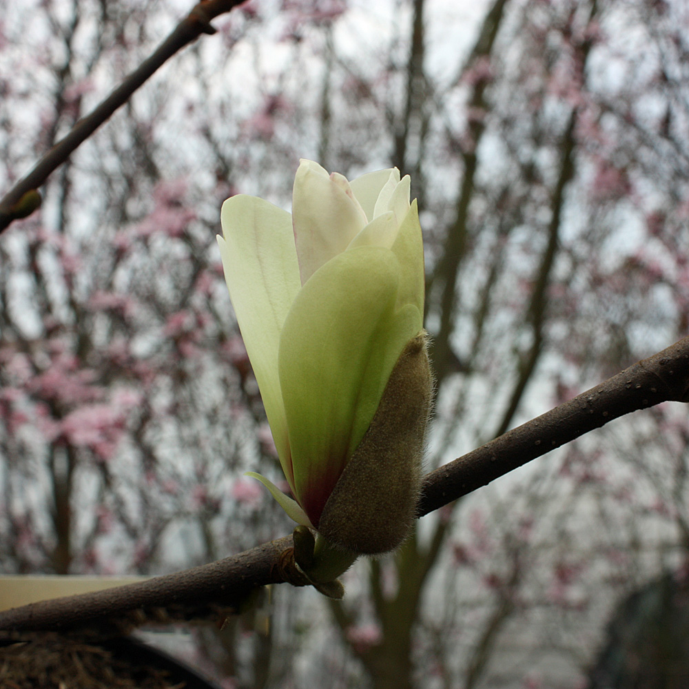 Magnolie 'Yellow Bird'