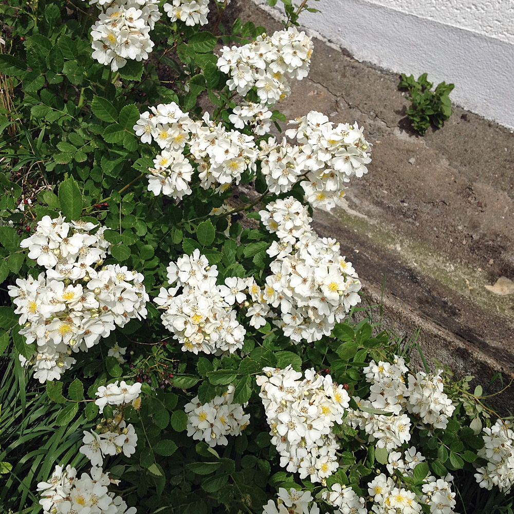 Büschelrose, Wildrose, Bienenweide