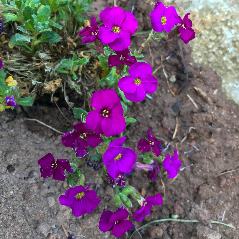 Blaukissen 'Rubinfeuer'