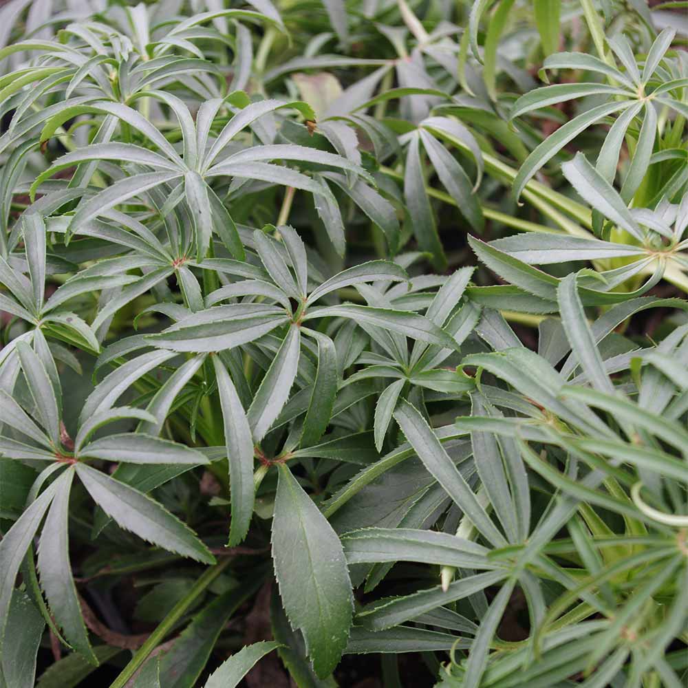 Palmblatt Nieswurz