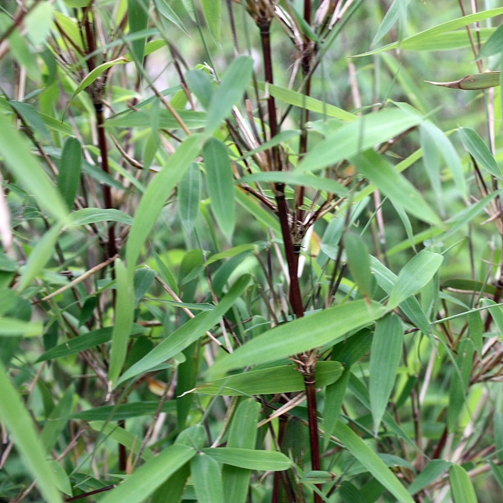 Rotstieliger Gartenbambus