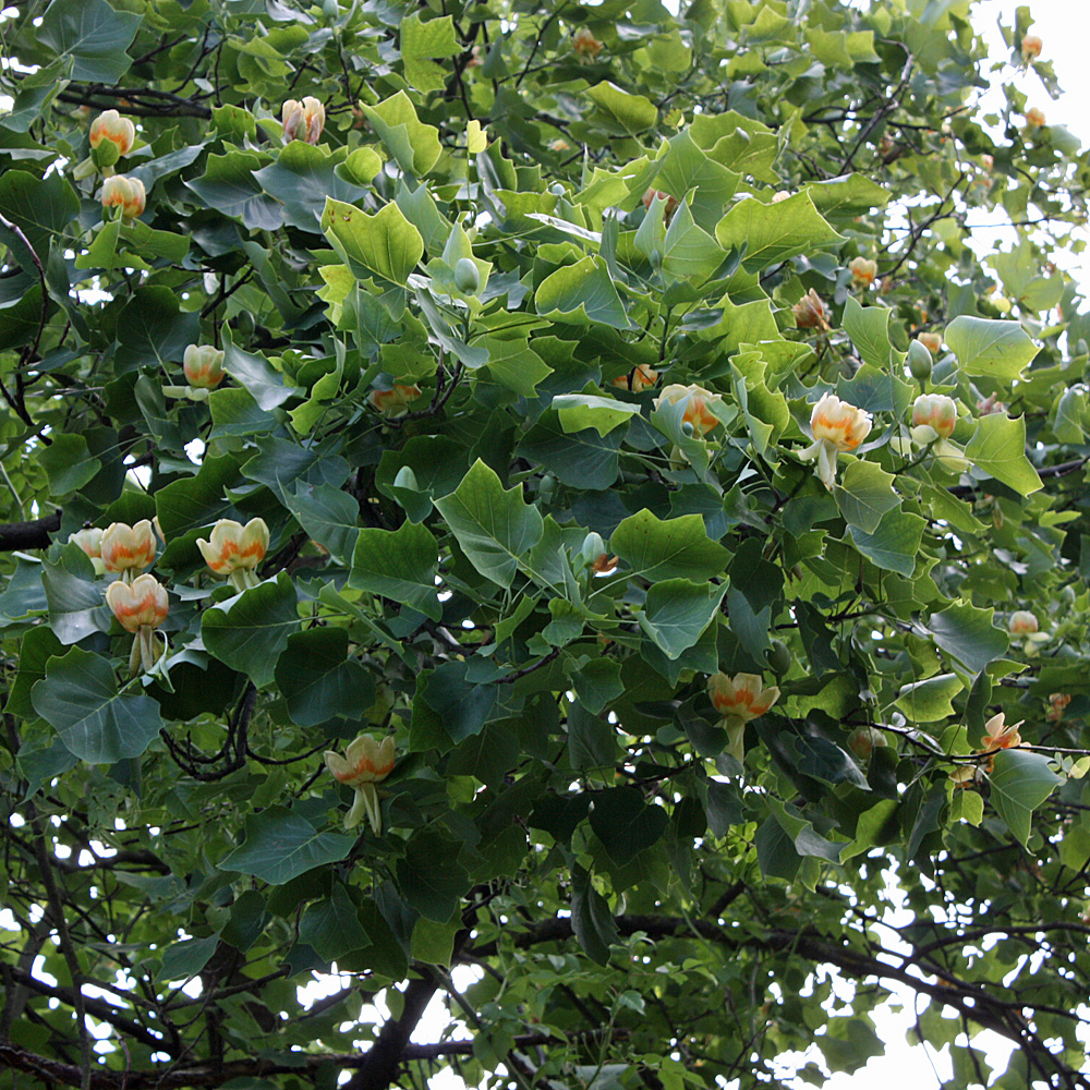 Tulpenbaum, Großgehölz