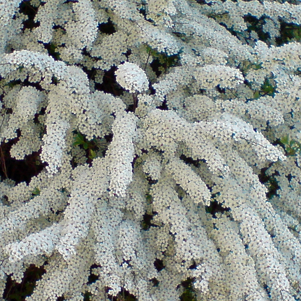 Braut Spiere, Blütenstrauch, Frühling