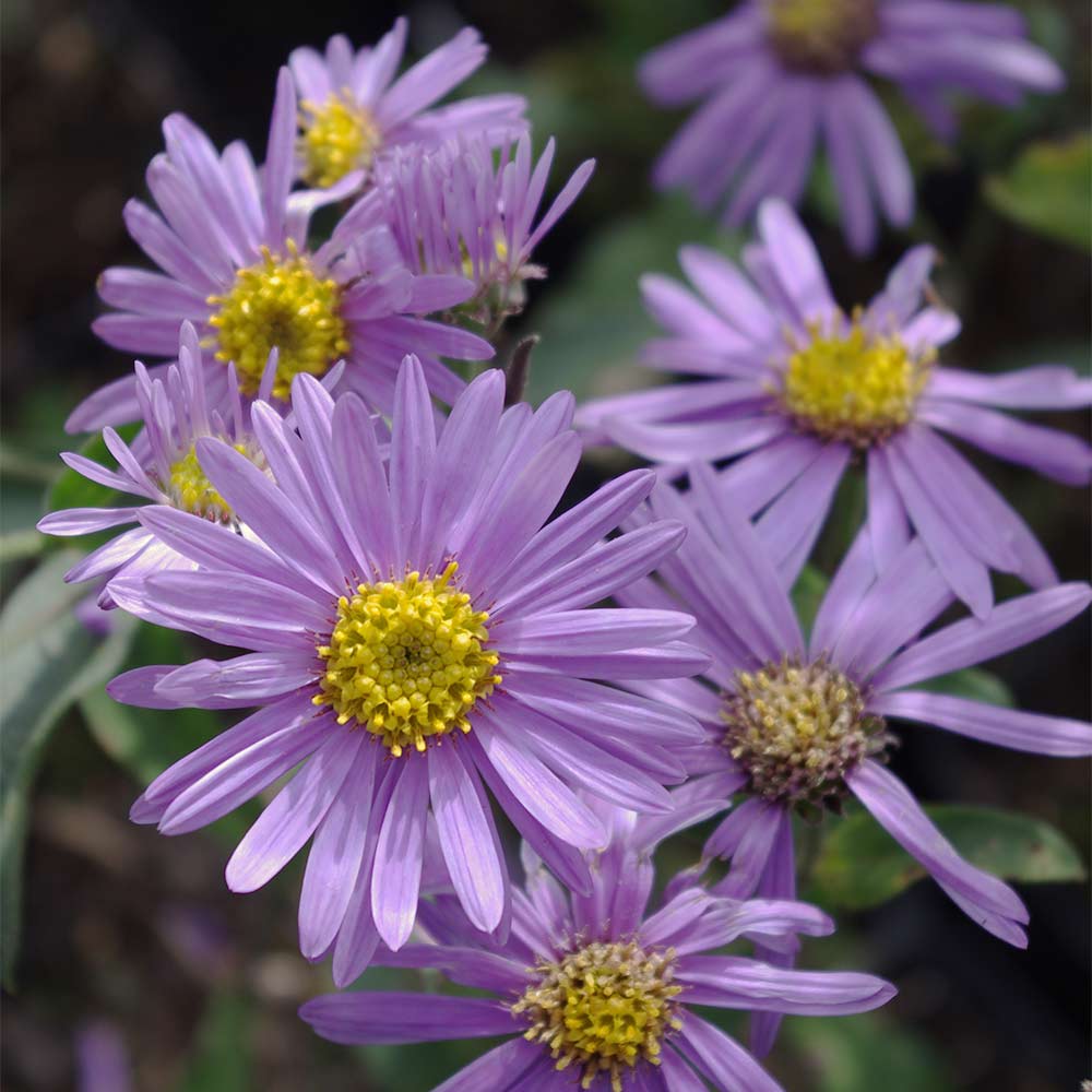 Bergaster 'Rudolf Goethe'