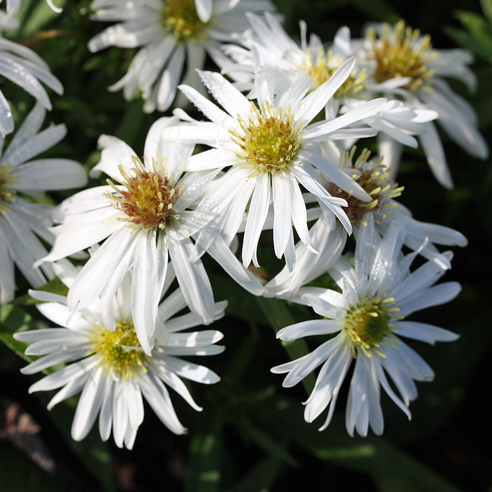 Kissenaster Kristina, Aster, Herbst