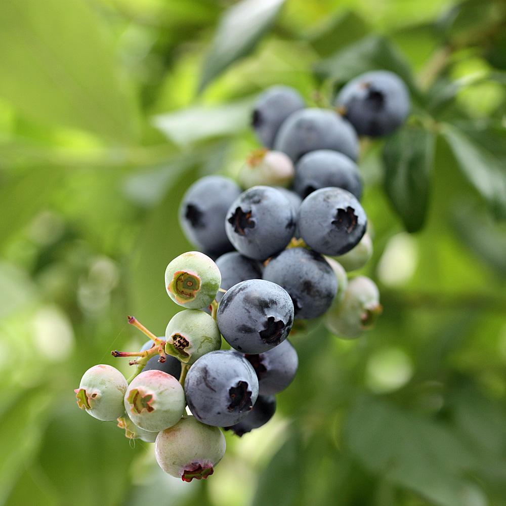 Heidelbeere 'Bluecrop'