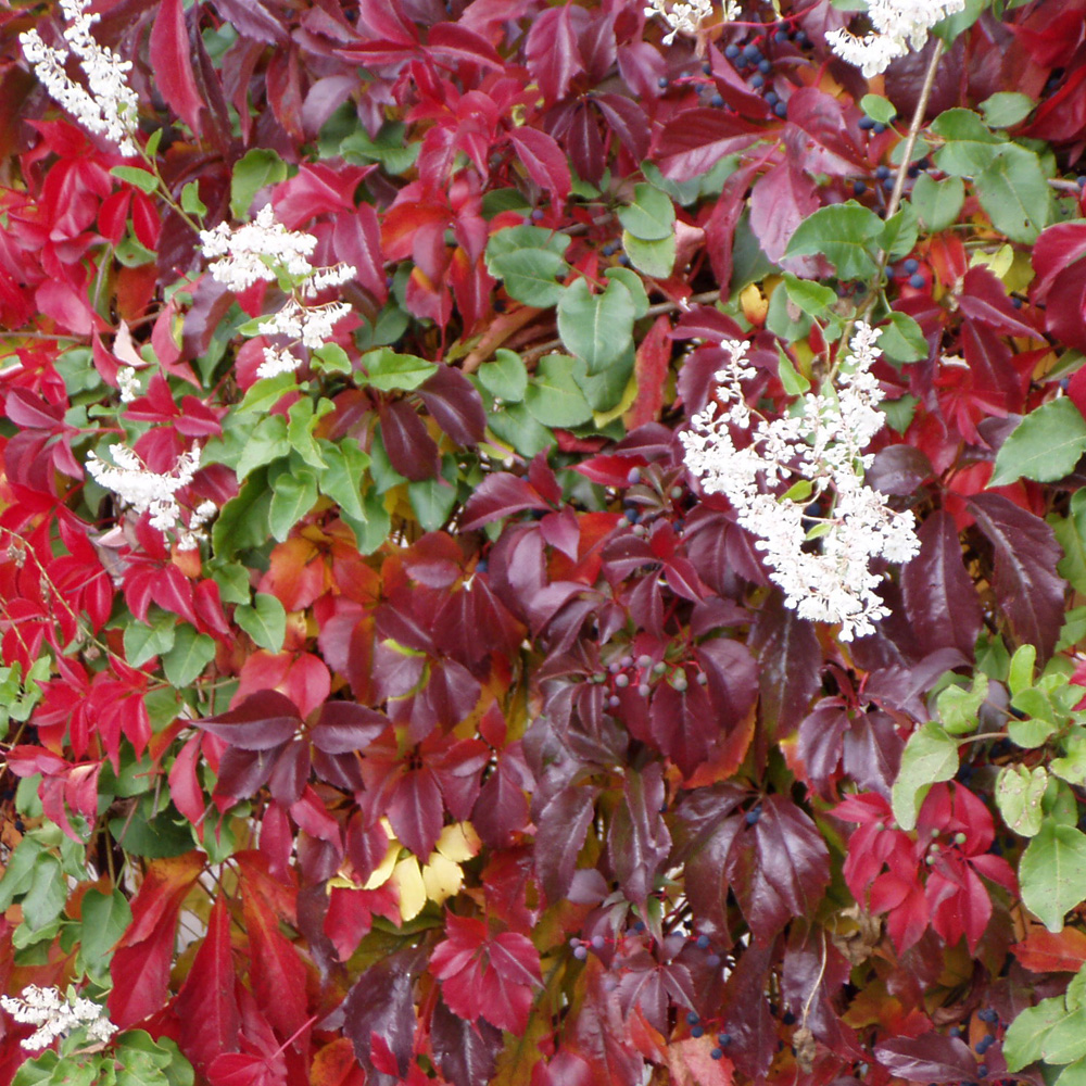 Wilder Wein 'Engelmannii'
