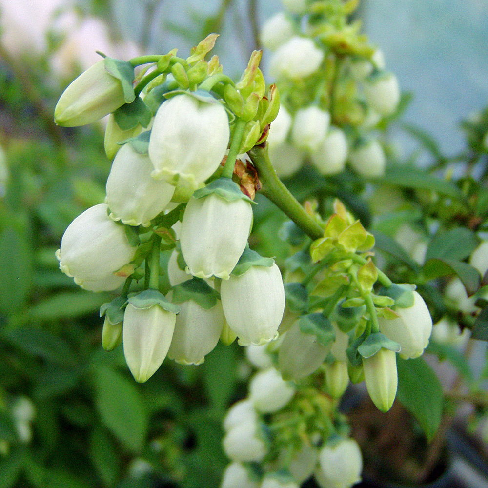 Heidelbeere 'Goldtraube'