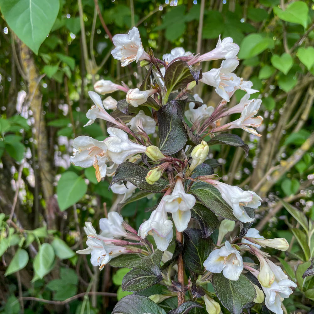 Weigelie 'Ebony and Ivory'