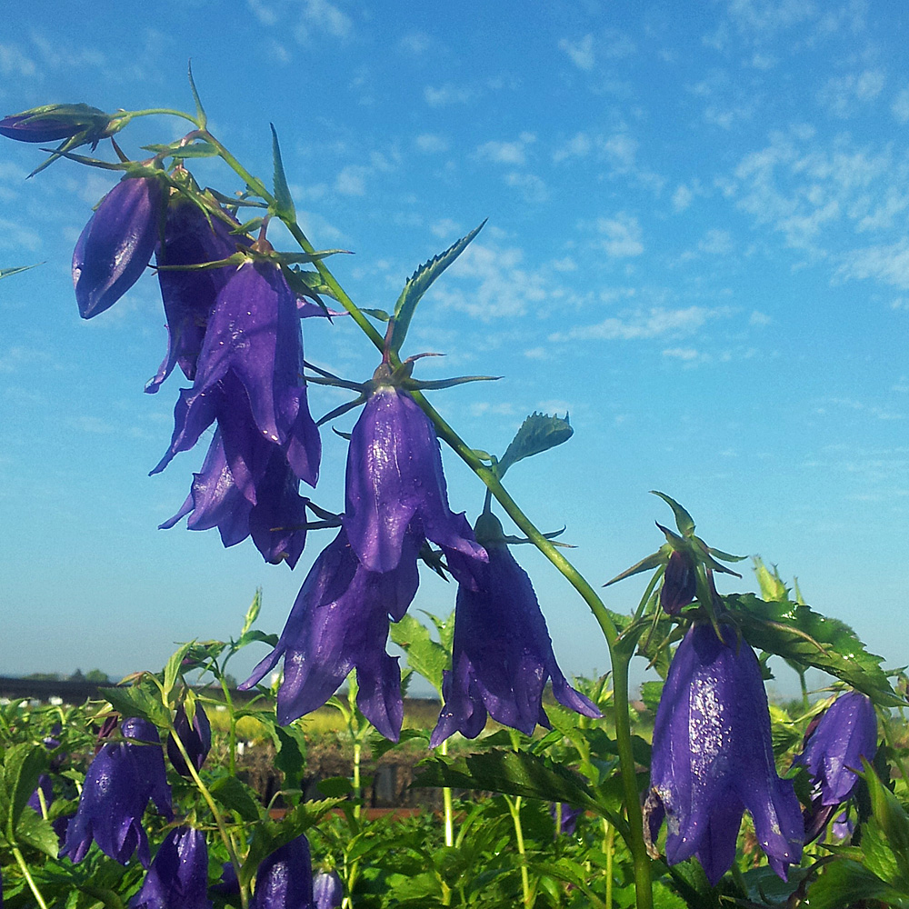 Wald Glockenblume, Wildstaude, Waldpflanze