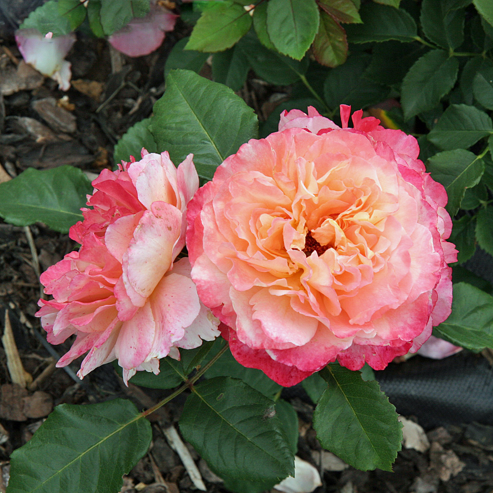 Edelrose Augusta Luise, Rose, Beetpflanze