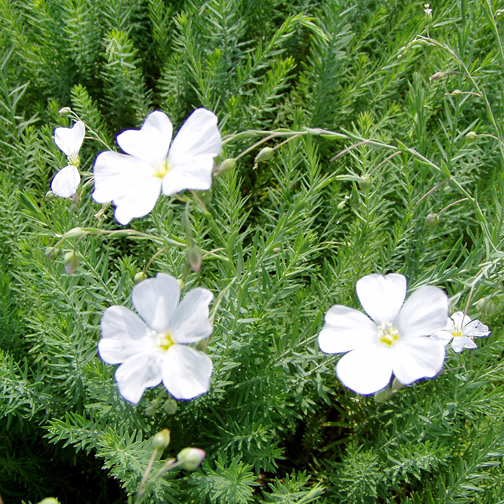Staudenlein, Linum, Steingarten, Dachgarten