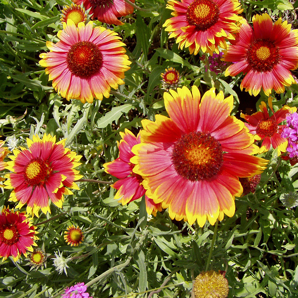 Kokardenblume Bremen, Beetstaude, Blütenpflanze