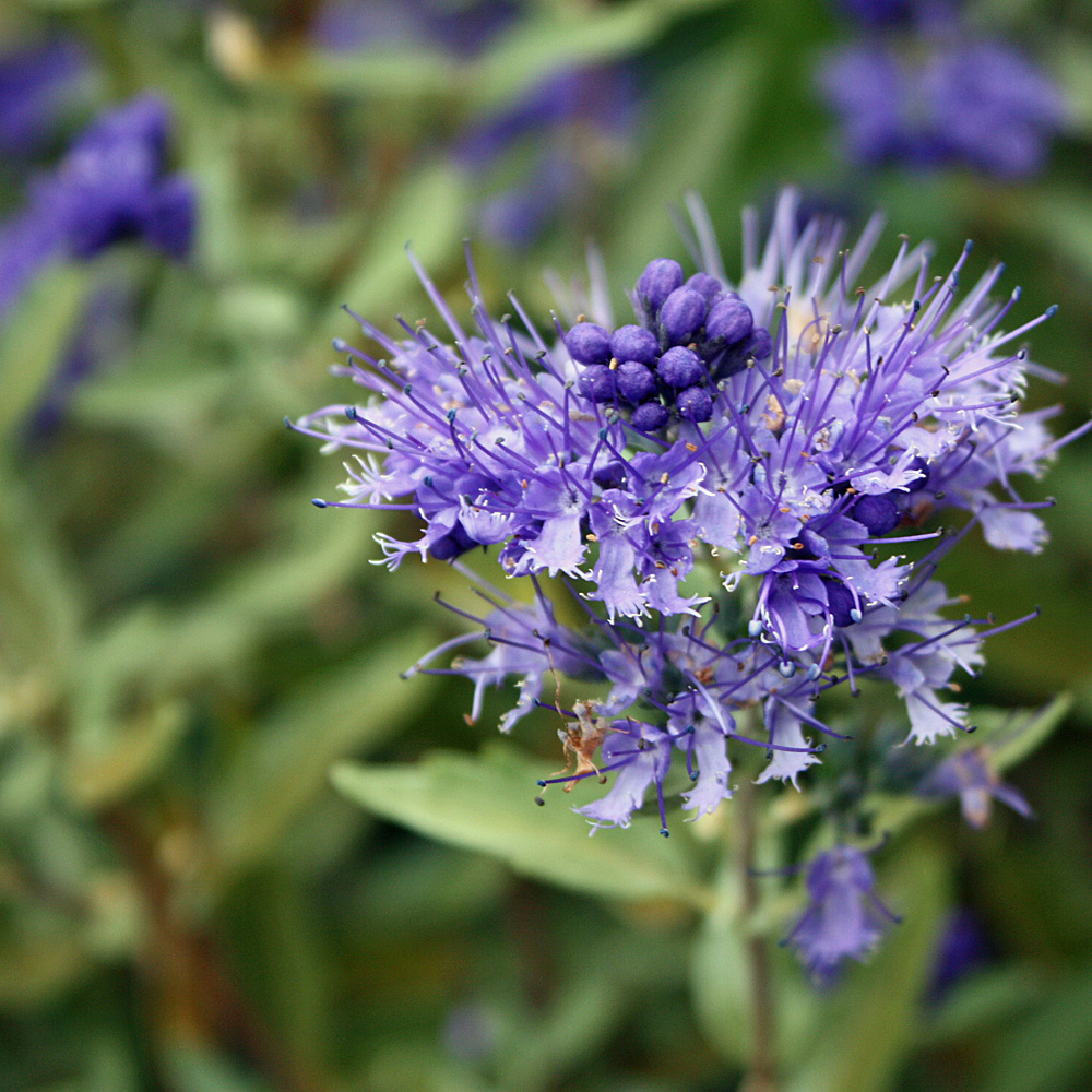 Bartblume Kew Blue, Caryopteris, Blütengehölz