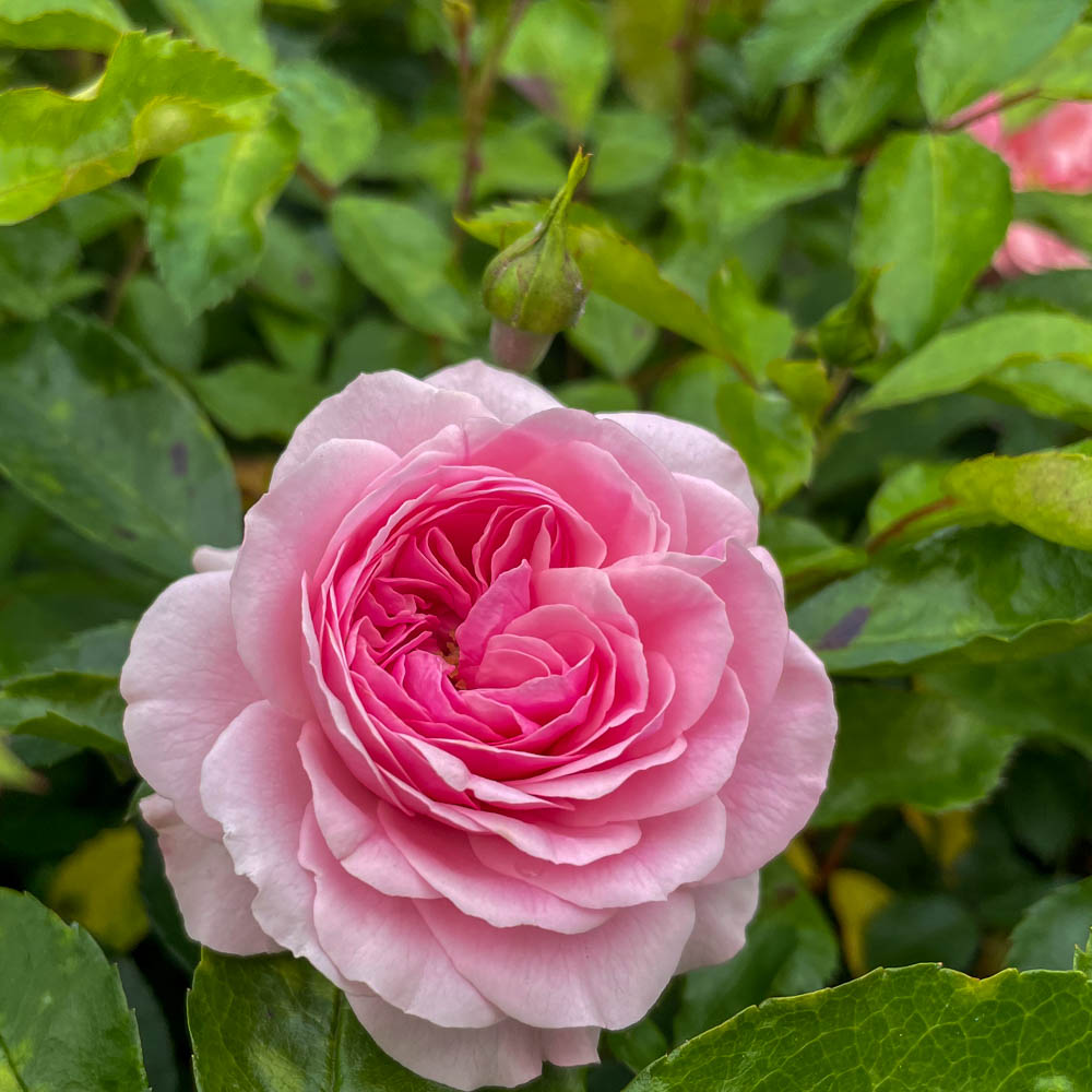 Bodendeckerrose 'Larissa' ®