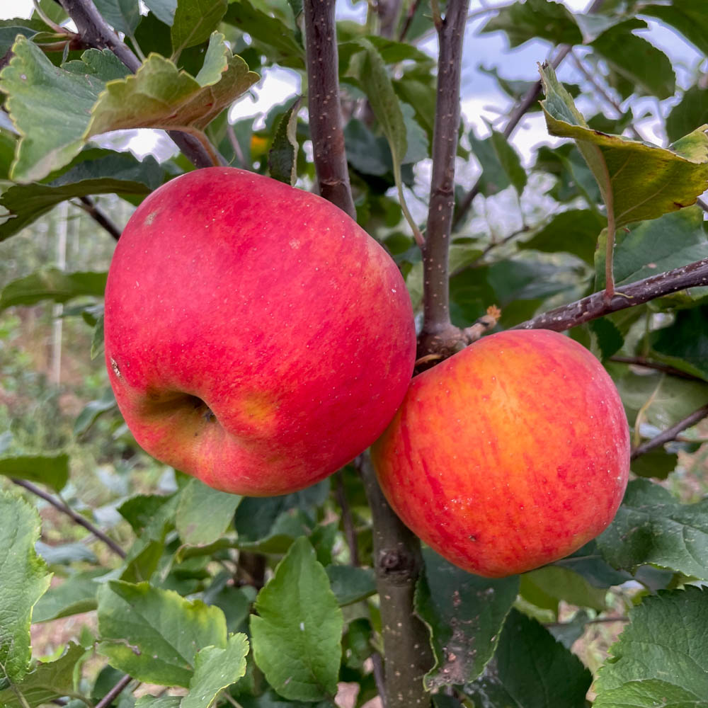 Apfel 'Elstar' ®