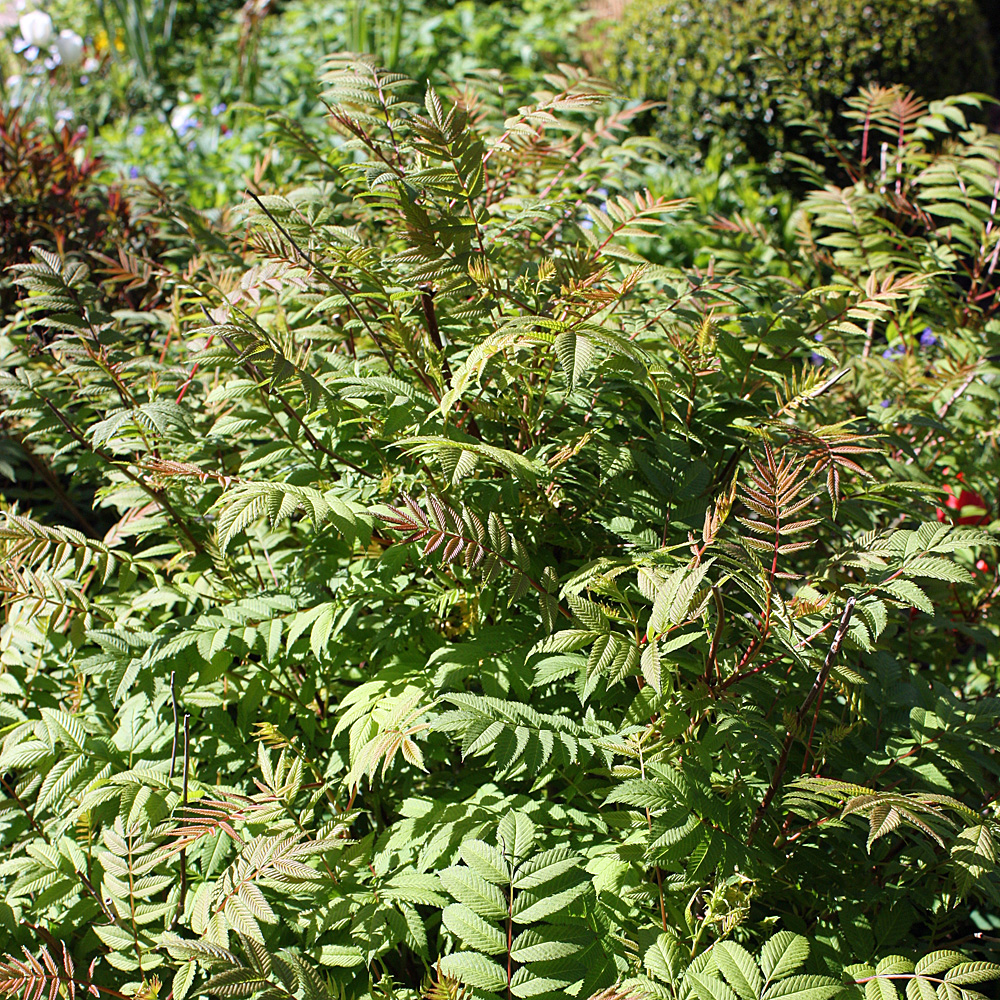 Fiederspiere Sem, Blütenstrauch, Bienenweide, 
