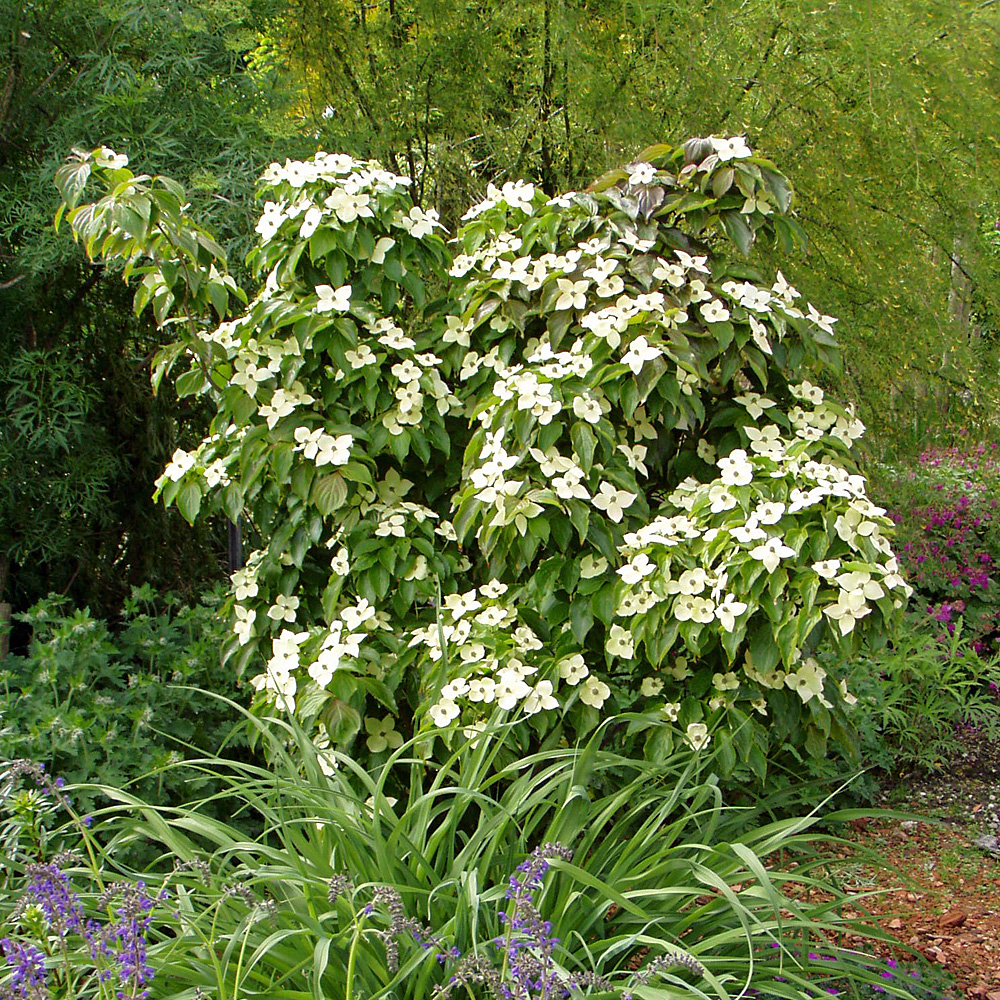 Blumenhartriegel, Besonderheit, Frühjahrsblüher