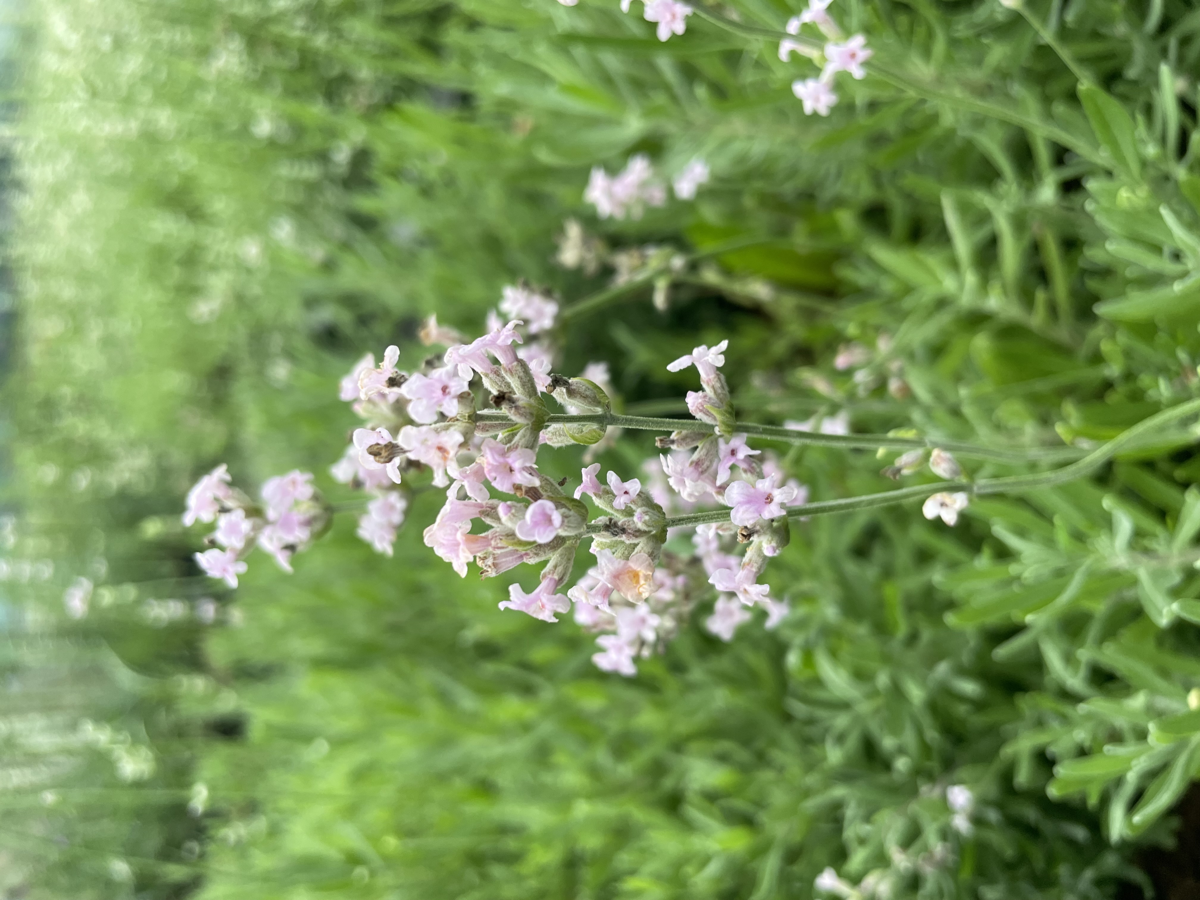 Lavendel 'Rosea'
